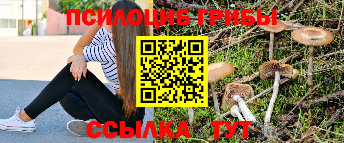 Псилоцибиновые грибы Psilocybe  Вход с VPN  Курчалой 